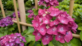 お花図鑑｜紫陽花（あじさい）