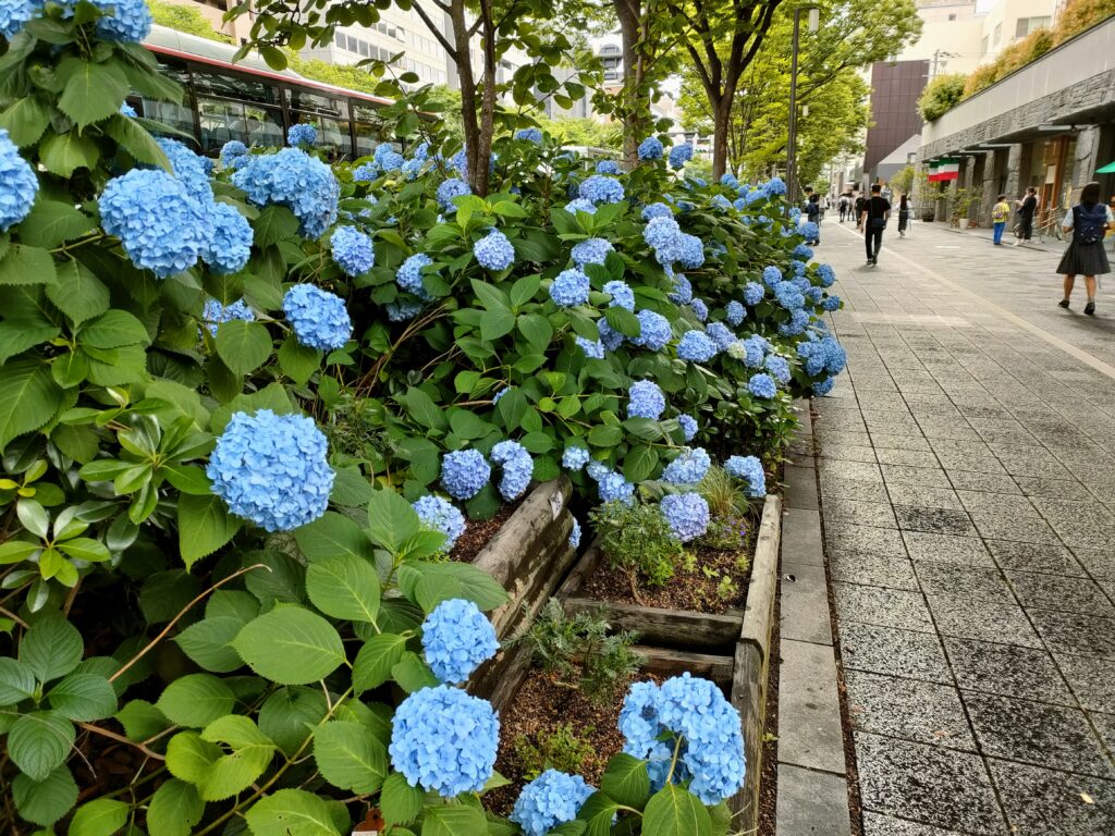 御池通りに咲く紫陽花の写真