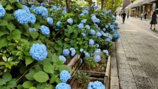【京都・御池通りの紫陽花さんぽ】初夏に出会う御池ブルー
