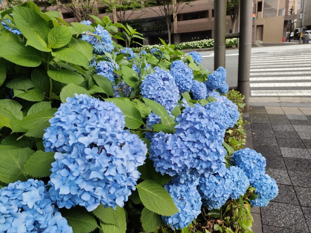 御池通りに咲く紫陽花の写真