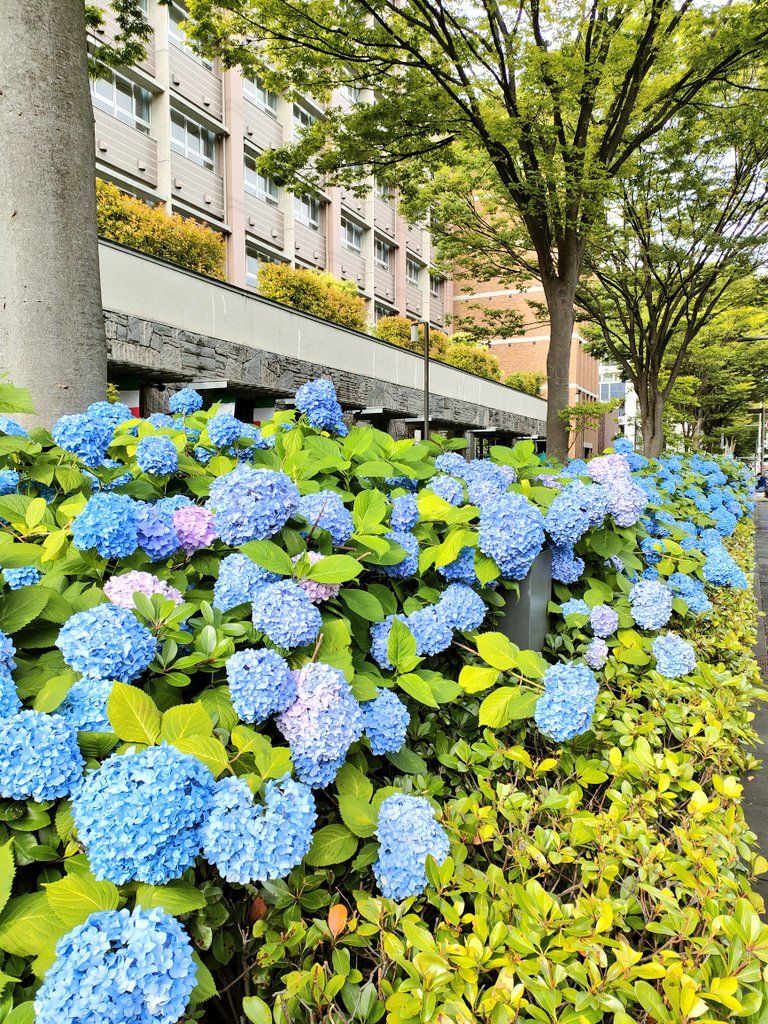 御池通りに咲く紫陽花の写真